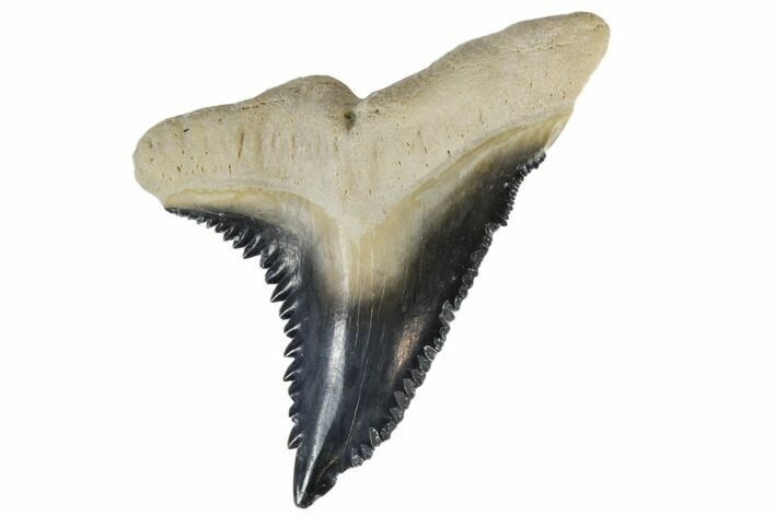 Large, Fossil Shark Tooth (Hemipristis) - Bone Valley, Florida #113815